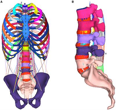 The Multi-Modal Risk Analysis and Medical Prevention of Lumbar Degeneration, Fatigue, and Injury Based on FEM/BMD for Elderly Chinese Women Who Act as Stay-Home Grandchildren Sitters